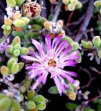 Drosanthemum floribundum. Цветок и плоды. Монако, Монако-Вилль, спуск со Скалы у Океанографического музея. 19.06.2012.