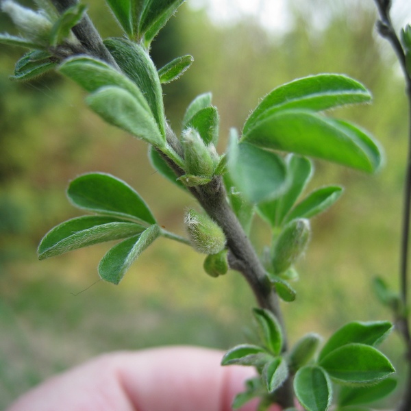 Изображение особи Chamaecytisus ruthenicus.