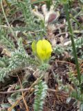 Astragalus floccosifolius. Цветущее растение. Киргизия, Баткенская обл., Алайский хр. 16 мая 2008 г.
