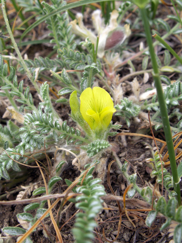 Image of Astragalus floccosifolius specimen.