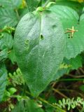 Melandrium dioicum. Лист. Украина, Львовская обл., Бориславский горсовет, пгт Сходница, лес. 11.08.2012.