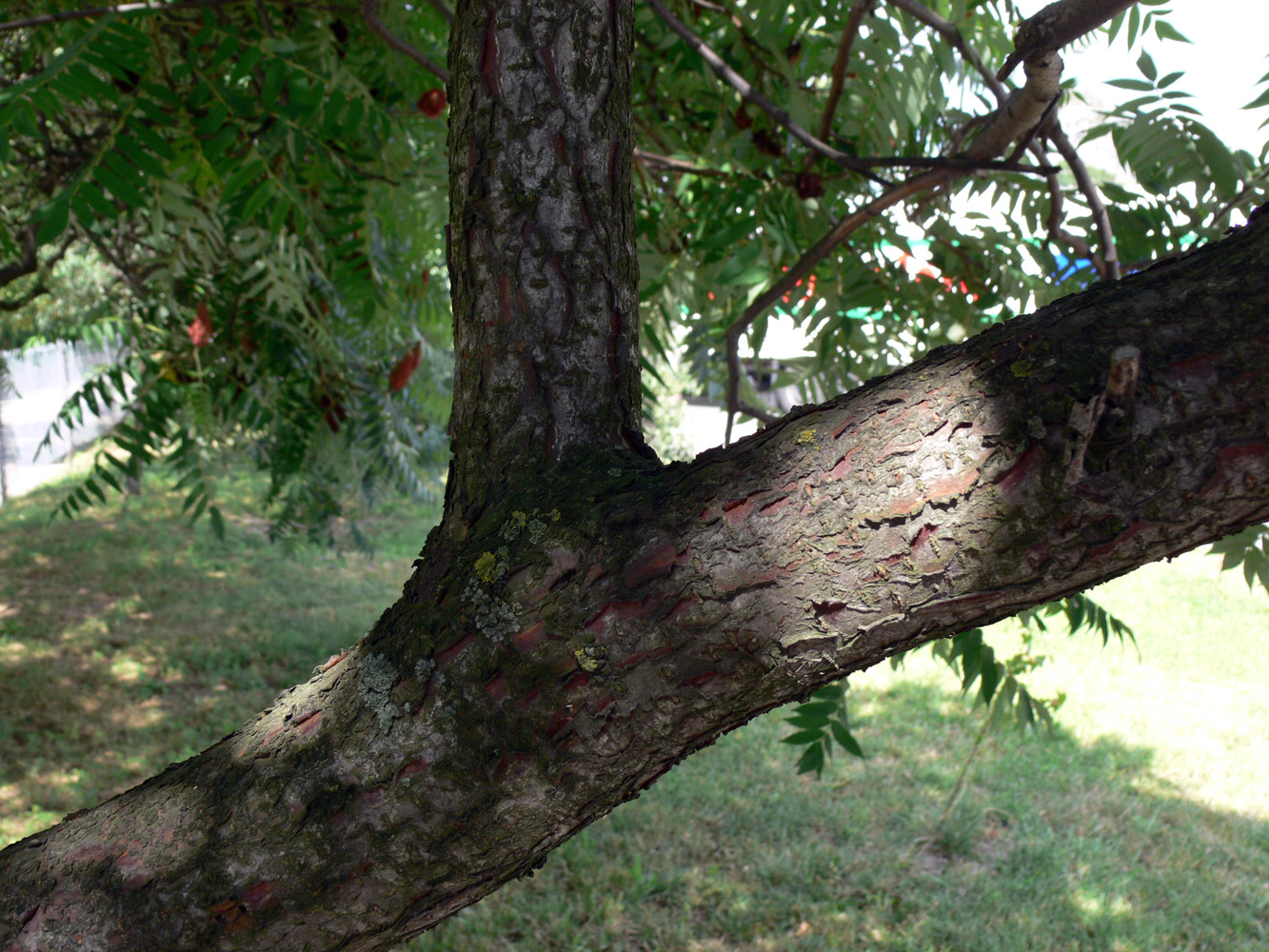 Изображение особи Rhus typhina.