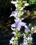 Campanula pyramidalis. Часть соцветия с аномальным 4-лепестковым цветком. Хорватия, Приморье – Горски Котар, у дороги к городоку Мощенице. 07.09.2012.