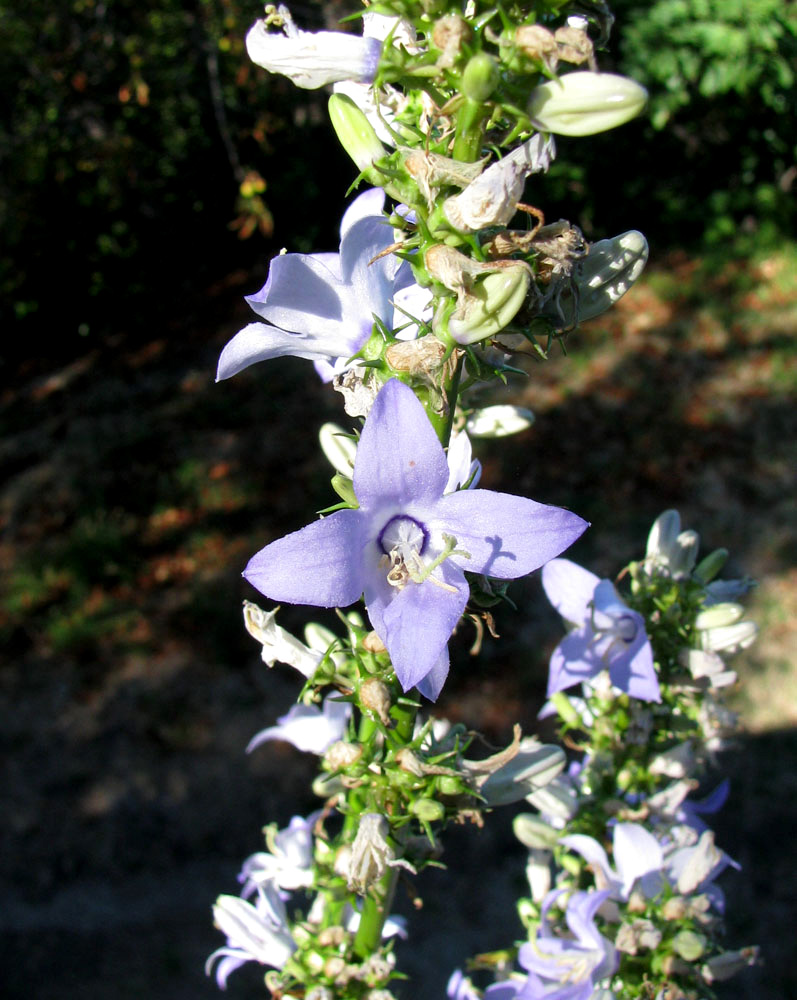 Изображение особи Campanula pyramidalis.