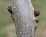 Fraxinus excelsior. Почки в нижней части побега. Германия, г. Кемпен, в городском саду. 11.03.2013.