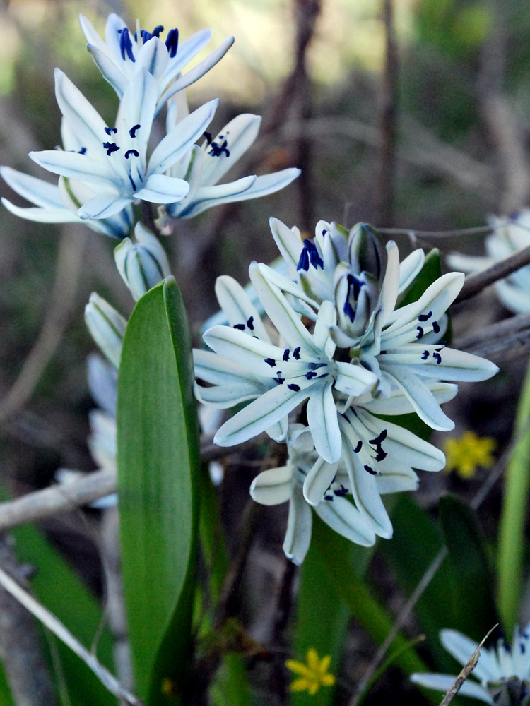 Изображение особи Scilla puschkinioides.