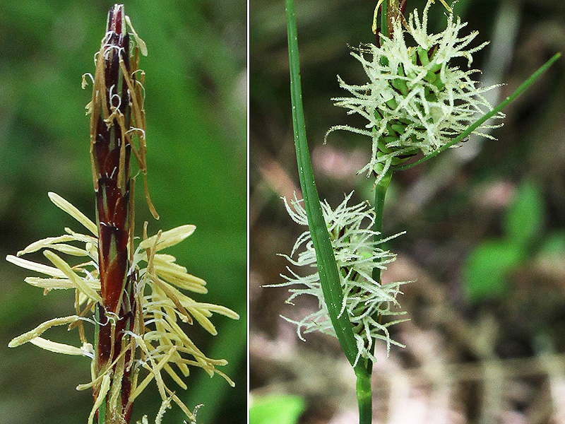 Изображение особи Carex cuspidata.