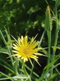 Tragopogon dubius