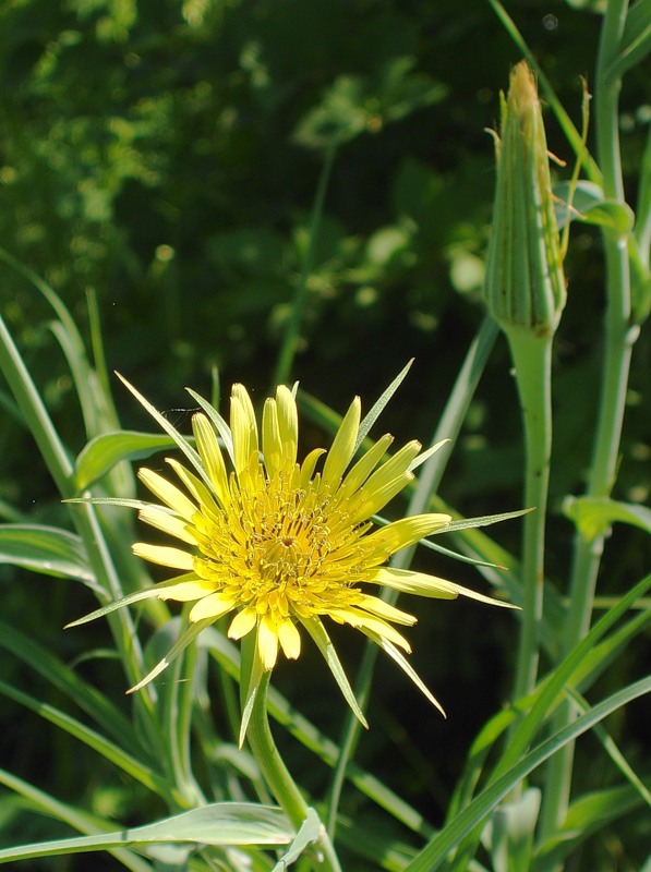 Изображение особи Tragopogon dubius.