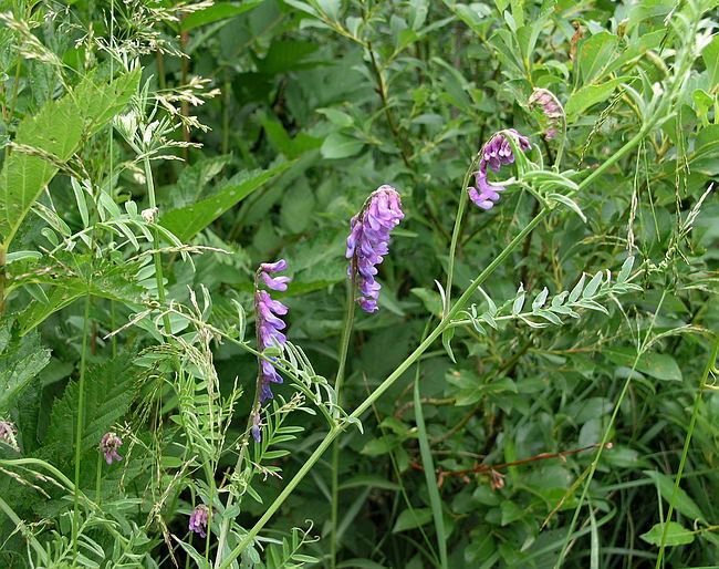 Image of Vicia cracca specimen.