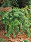 Cunninghamia lanceolata