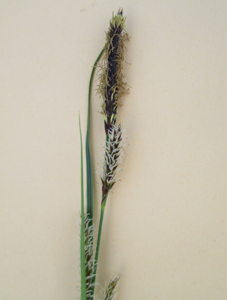 Изображение особи род Carex.