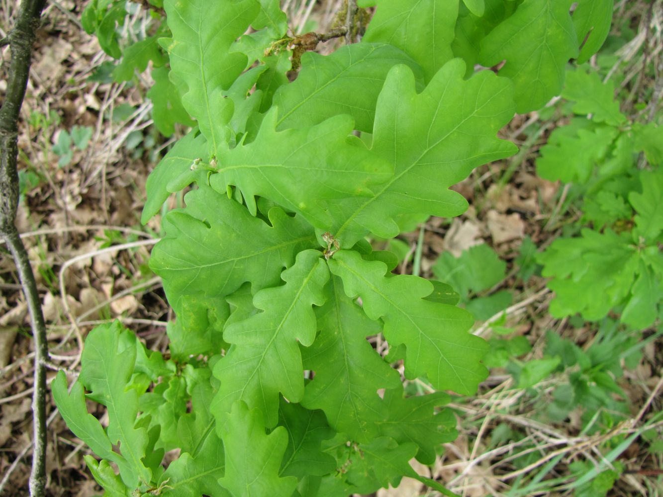 Изображение особи Quercus robur.