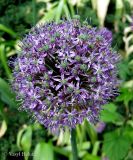 род Allium