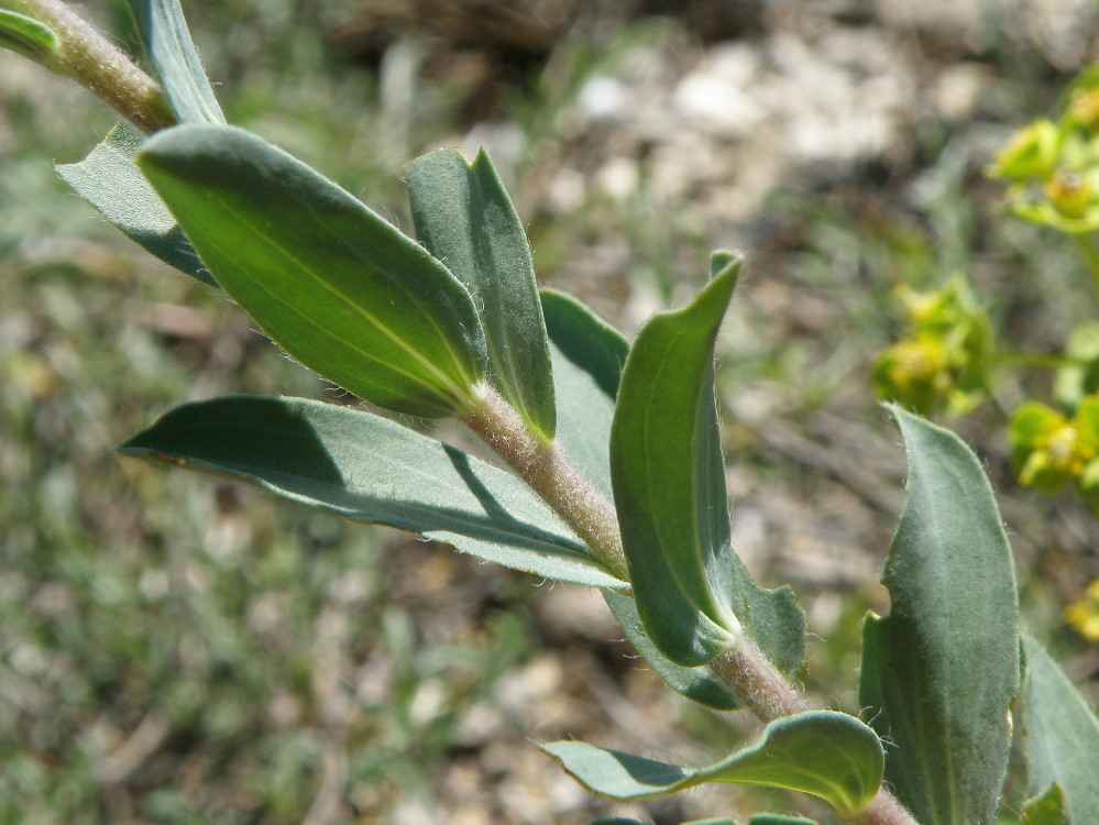 Image of Linum hirsutum specimen.