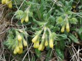Onosma microcarpa. Верхушки побегов с соцветиями. Нагорный Карабах, Шаумянский р-н, ущелье р. Тартар, у подножия скалы. 09.05.2013.