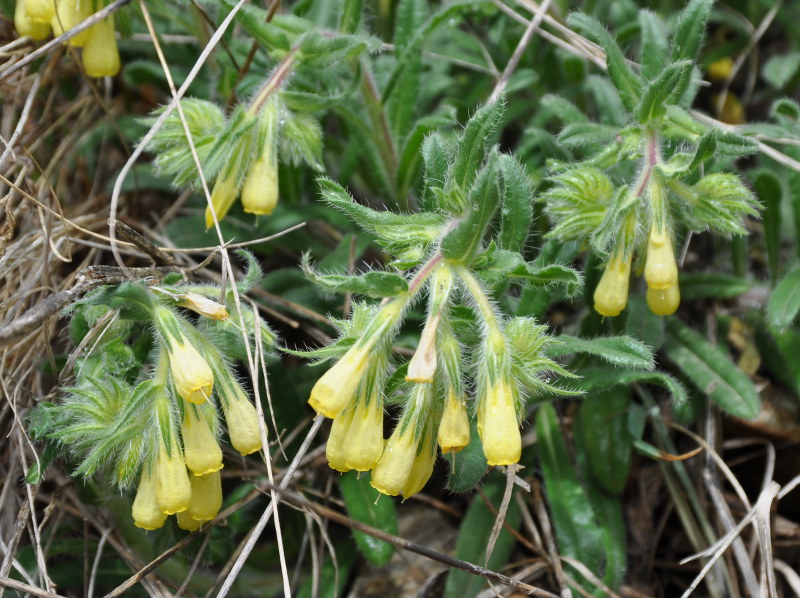 Изображение особи Onosma microcarpa.