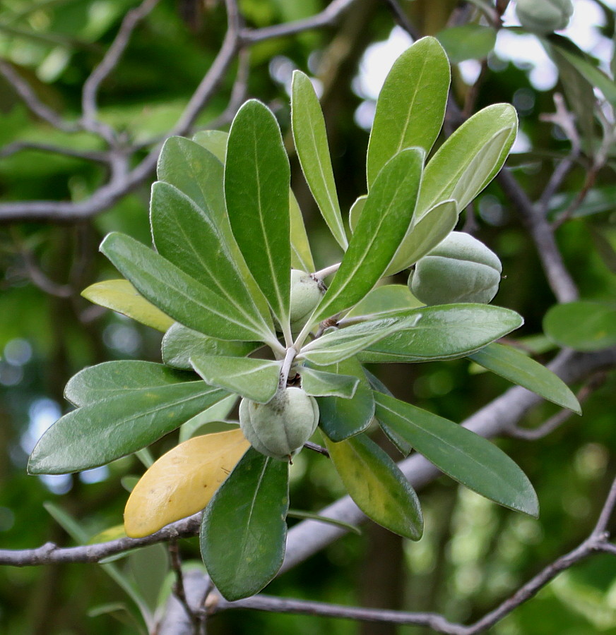 Изображение особи Pittosporum crassifolium.