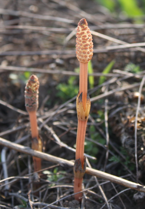 Image of Equisetum arvense specimen.