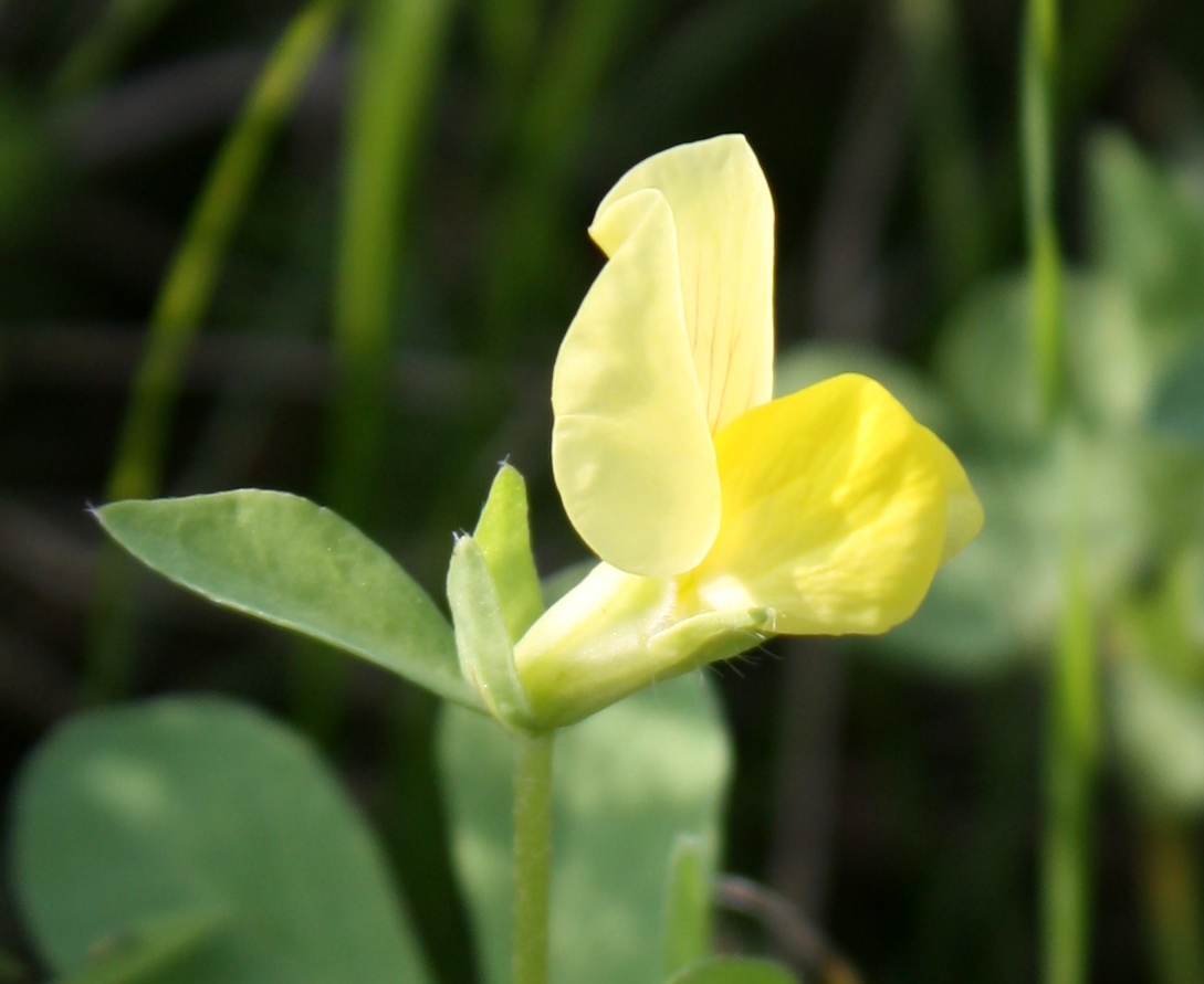 Image of Lotus maritimus specimen.