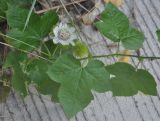 Passiflora foetida. Часть побега с цветком и бутоном. Таиланд, остров Тао. 28.06.2013.