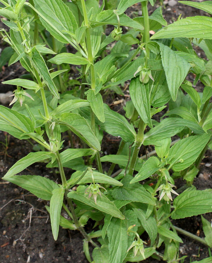 Image of Viola elatior specimen.