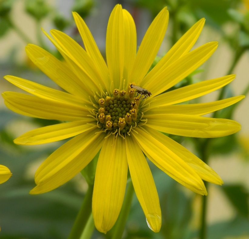 Изображение особи Silphium perfoliatum.