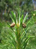 Pinus sylvestris