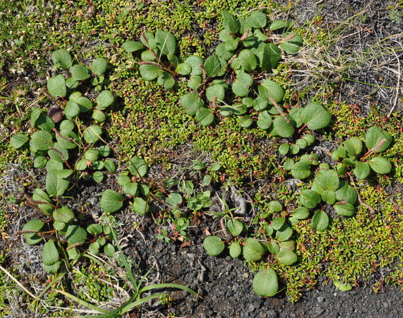 Image of Salix reticulata specimen.