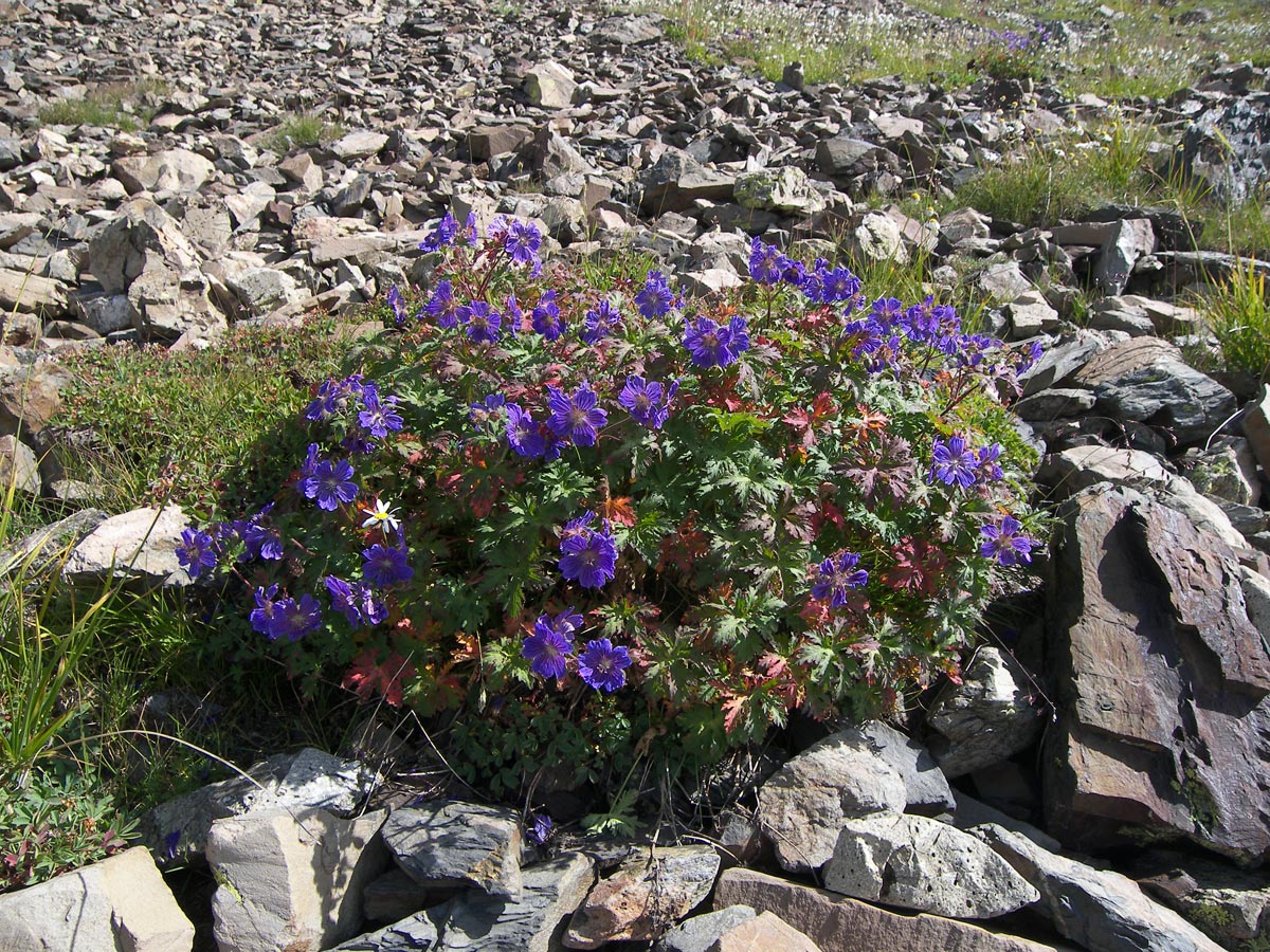 Изображение особи Geranium gymnocaulon.