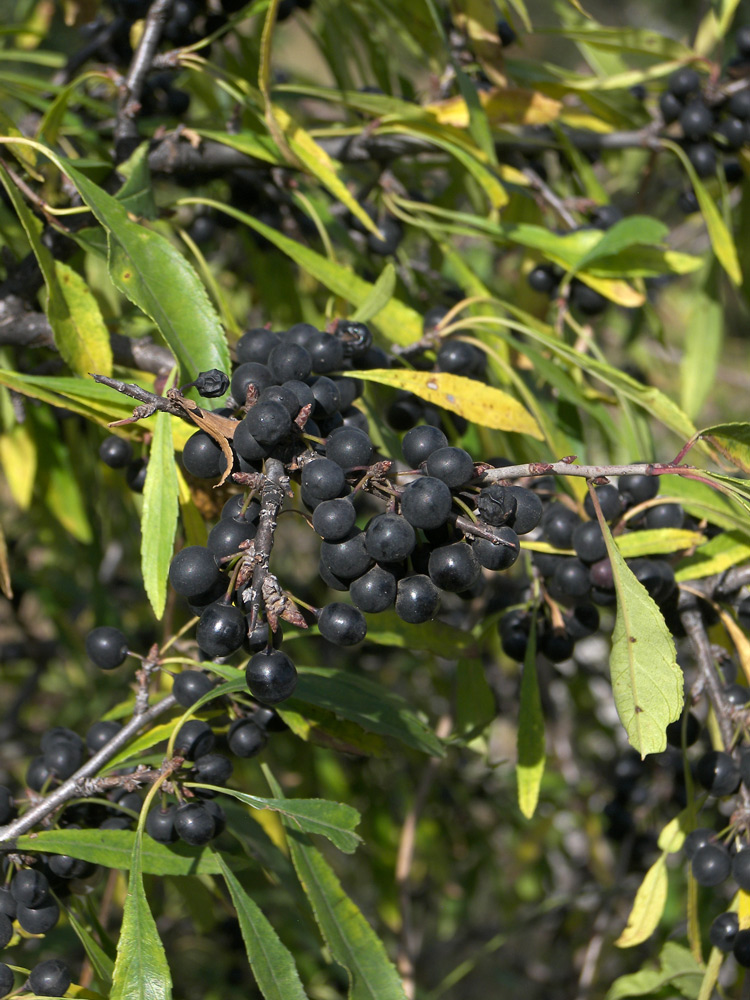 Image of Rhamnus spathulifolia specimen.