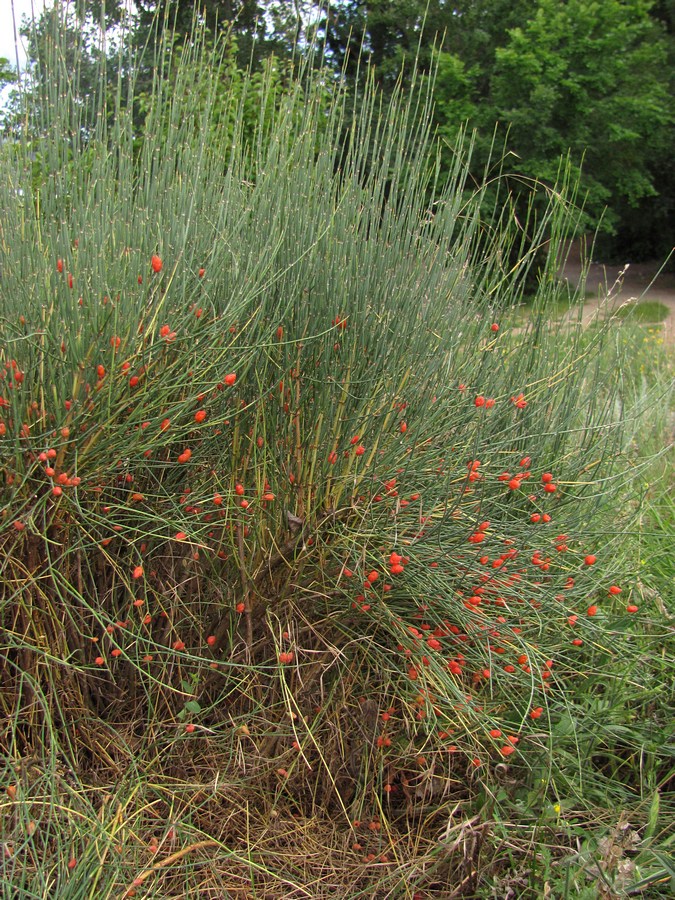 Image of Ephedra distachya specimen.