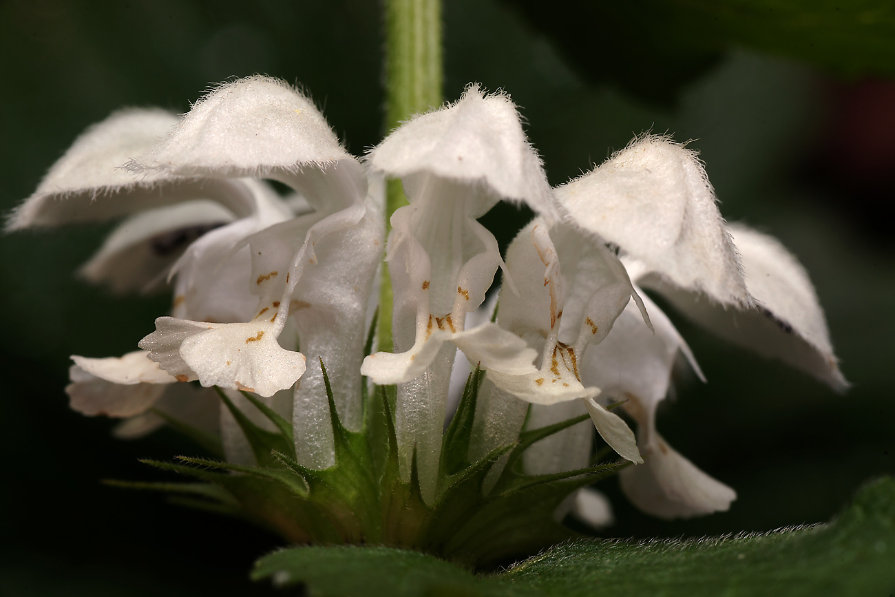 Image of Lamium album specimen.