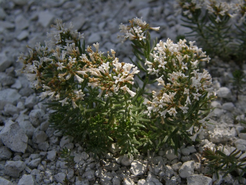 Image of Asperula cretacea specimen.