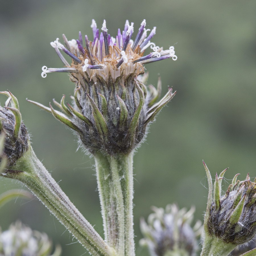 Image of Saussurea sordida specimen.