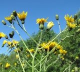 Hieracium vulgatum