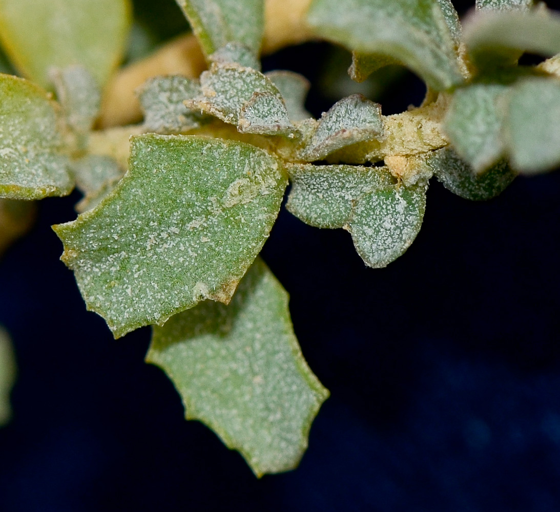 Image of Atriplex semibaccata specimen.