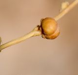 Scrophularia deserti