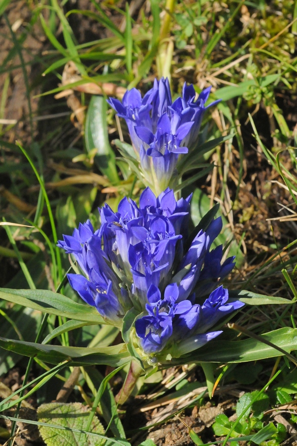Image of Gentiana kirilowii specimen.