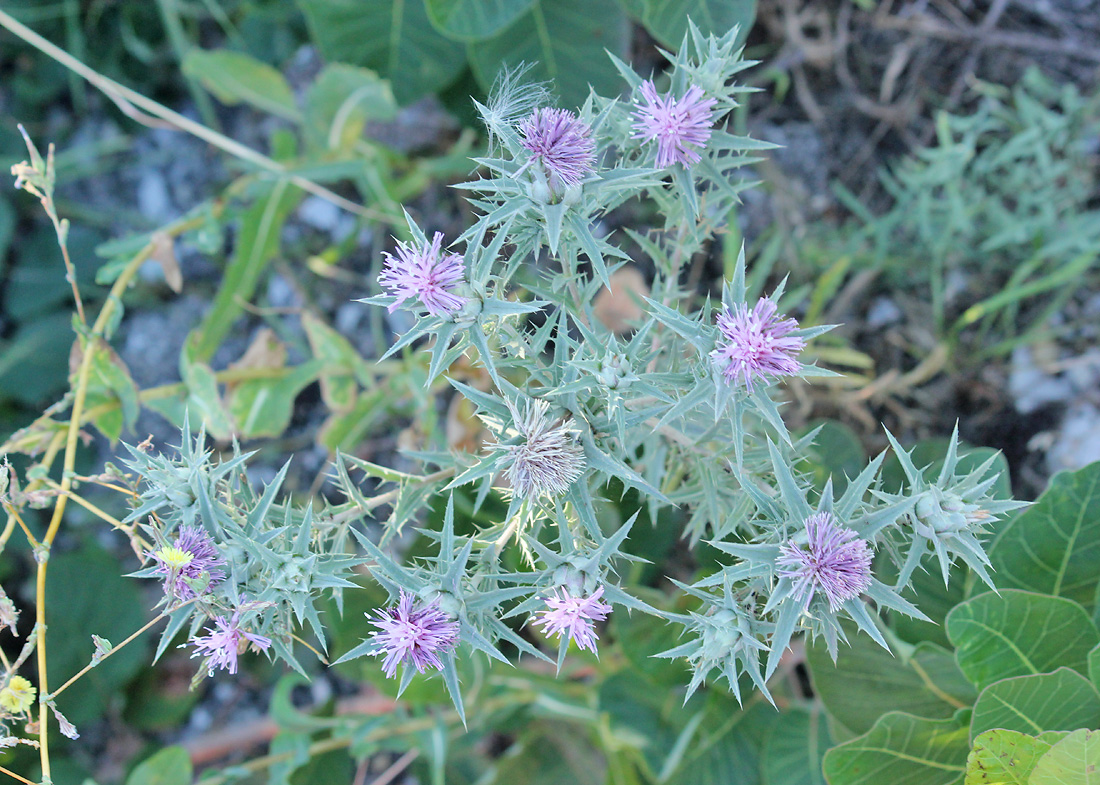 Изображение особи Carthamus glaucus.