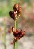 Juncus nodulosus