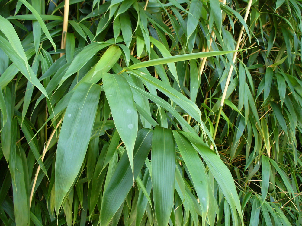 Image of Pseudosasa japonica specimen.
