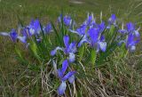 Iris biglumis