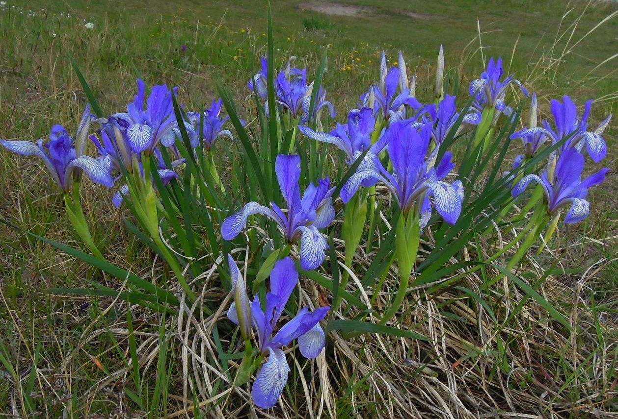 Image of Iris biglumis specimen.