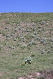 genus Phlomis. Вегетирующие растения на горном склоне. Таджикистан, предгорья Гиссарского хр., Северные холмы. 15.05.2011.