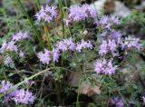 Thymus bashkiriensis. Верхушки побегов с соцветиями. Пермский край, Кунгурский р-н, окр. с. Филипповка, северная часть Кунгурской лесостепи, гора Ледяная, южный склон. 16.07.2017.