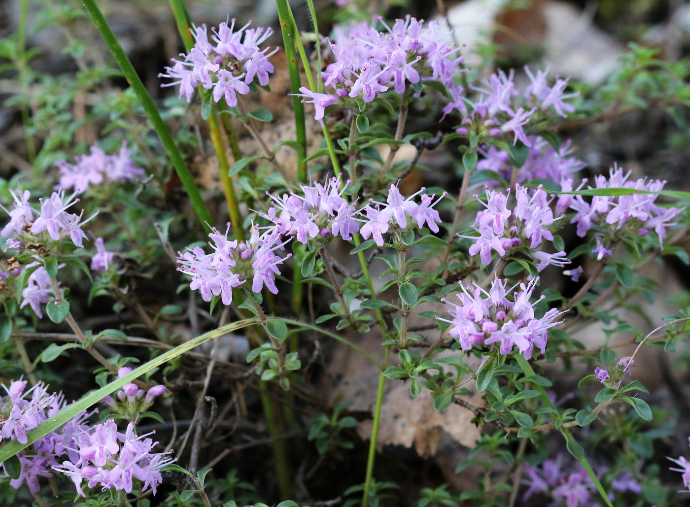 Изображение особи Thymus bashkiriensis.