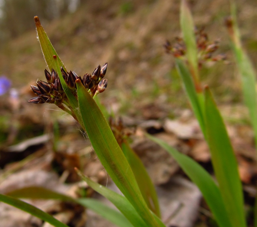 Image of Luzula pilosa specimen.