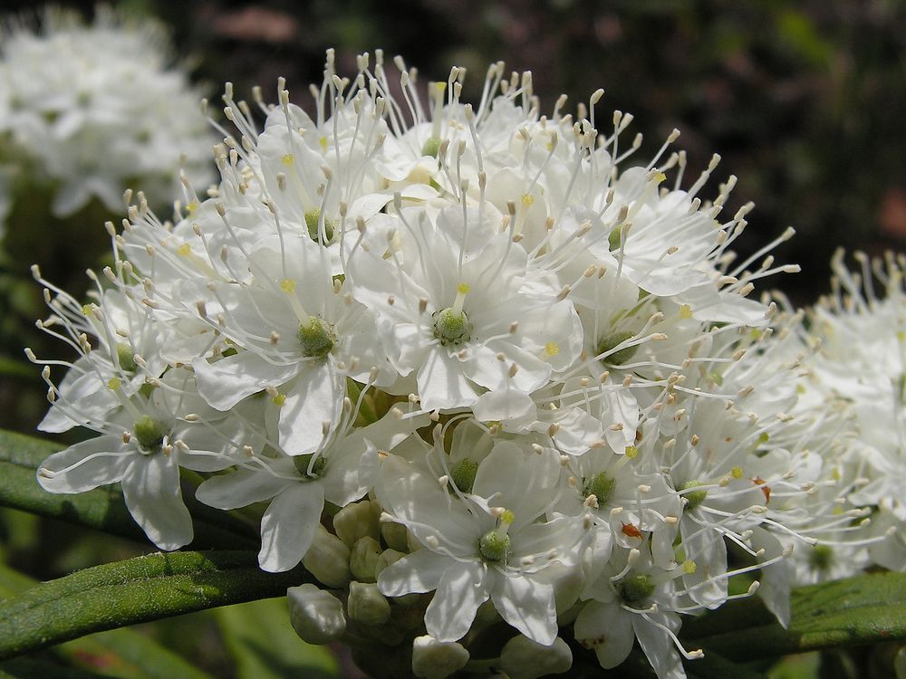 Изображение особи Ledum hypoleucum.