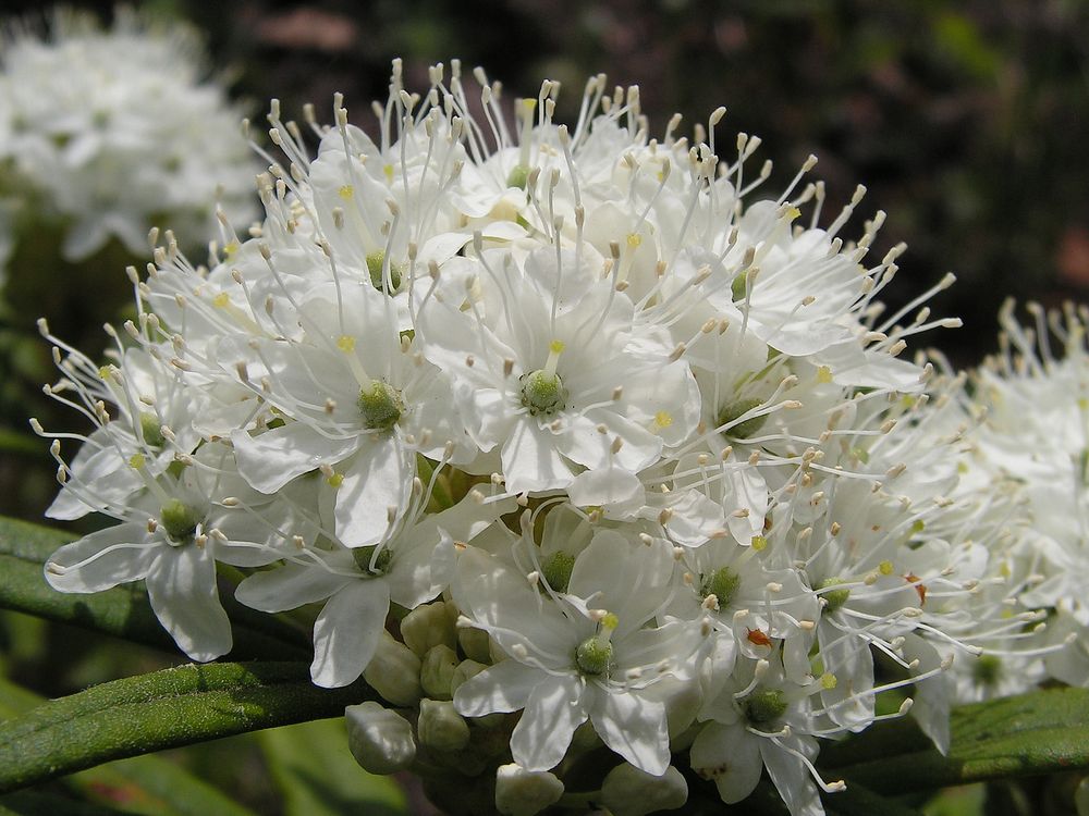 Image of Ledum hypoleucum specimen.